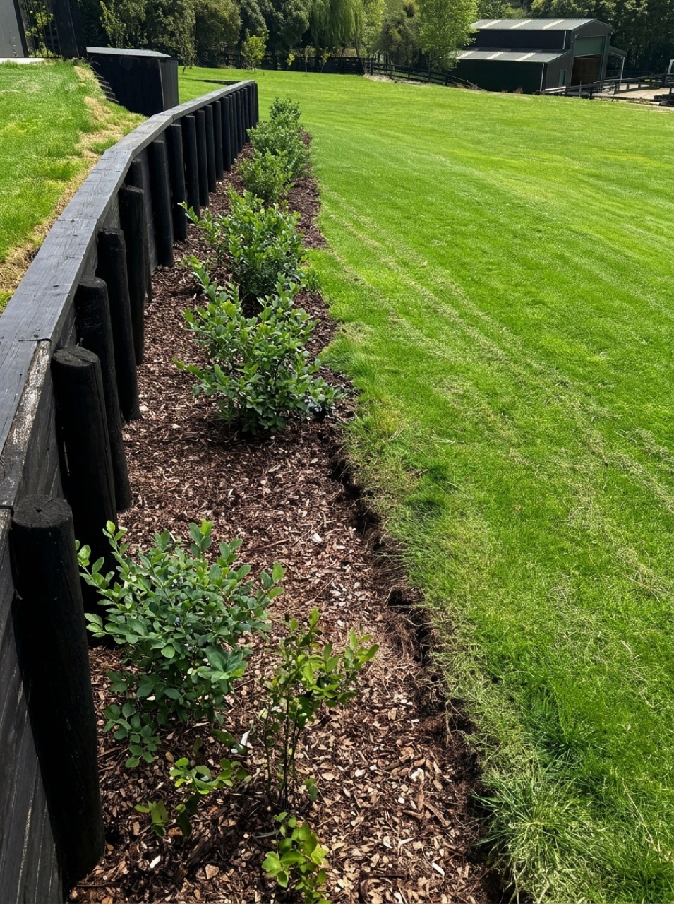 Row of fruiting blueberry bushes bearing ripe clusters of blueberries in rich dark bark mulch along the black timber retaining wall