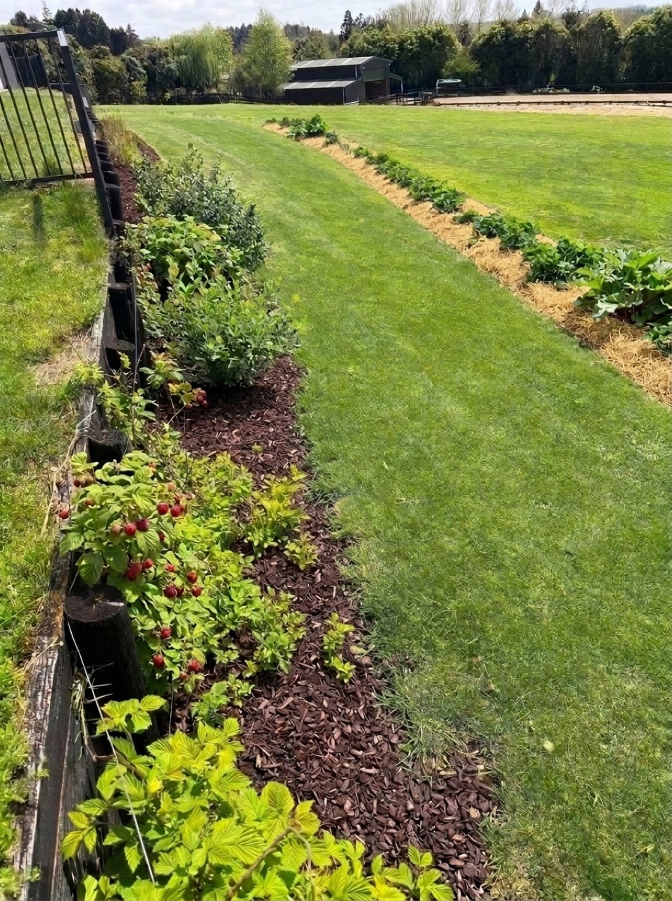 Mulched berry border along the black timber retaining wall with fruiting red raspberry canes, gooseberry bushes, and the parallel pea-straw mulched strawberry and rhubarb bed on the lawn