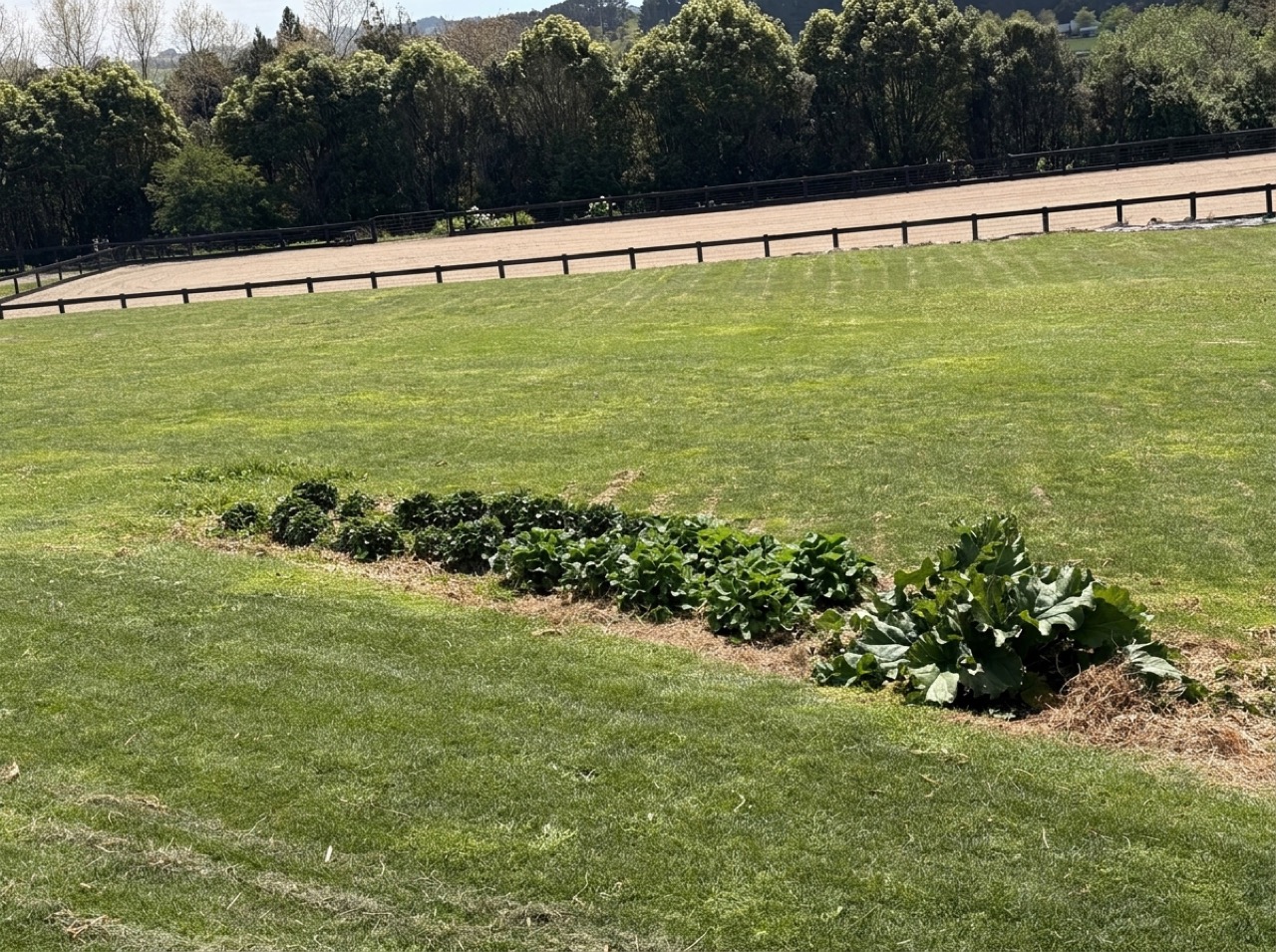 Golden pea-straw mulched strawberry and rhubarb garden bed with ripe red strawberries set in manicured green lawn overlooking the 60x20m sand dressage arena