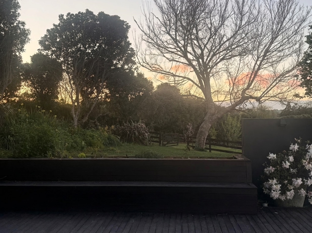 Sunrise glow behind specimen trees over the built-in timber deck bench and raised salad and culinary herb garden