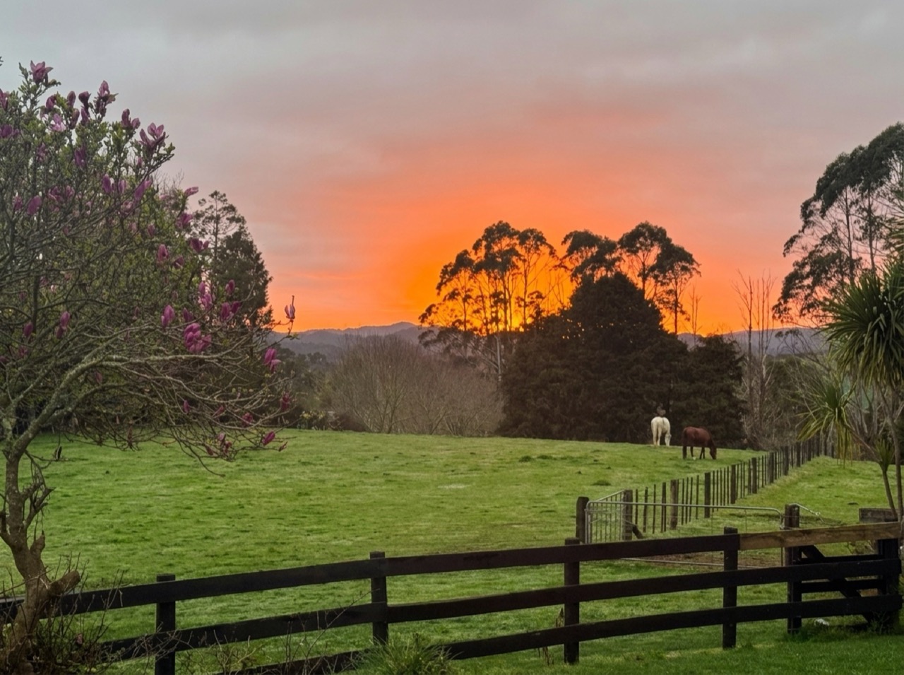Two horses grazing in the green post-and-rail pasture under a fiery orange sunset sky